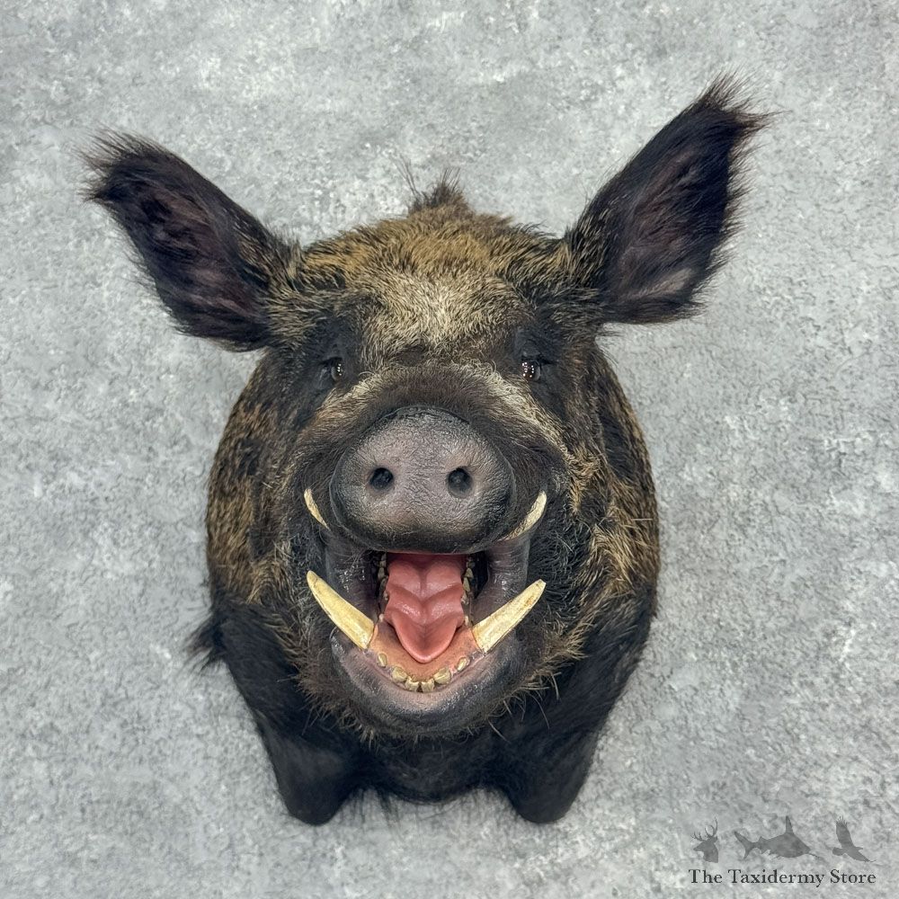 Wild Boar Shoulder Mount For Sale #32394 @ The Taxidermy Store