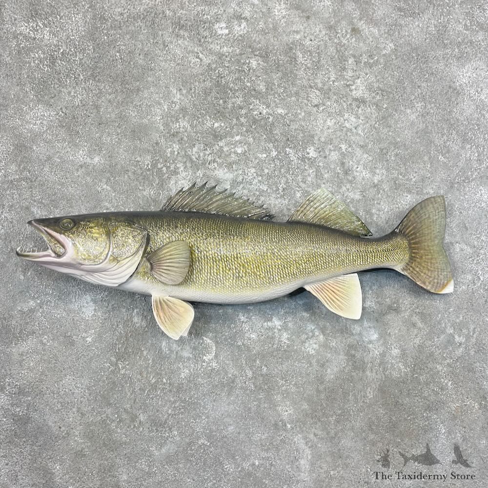 Walleye Fish Mount For Sale #27713 @ The Taxidermy Store