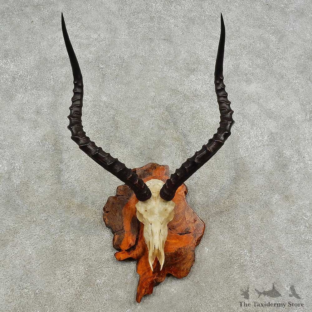 Impala Skull & Horns European Mount For Sale #16933 @ The Taxidermy Store