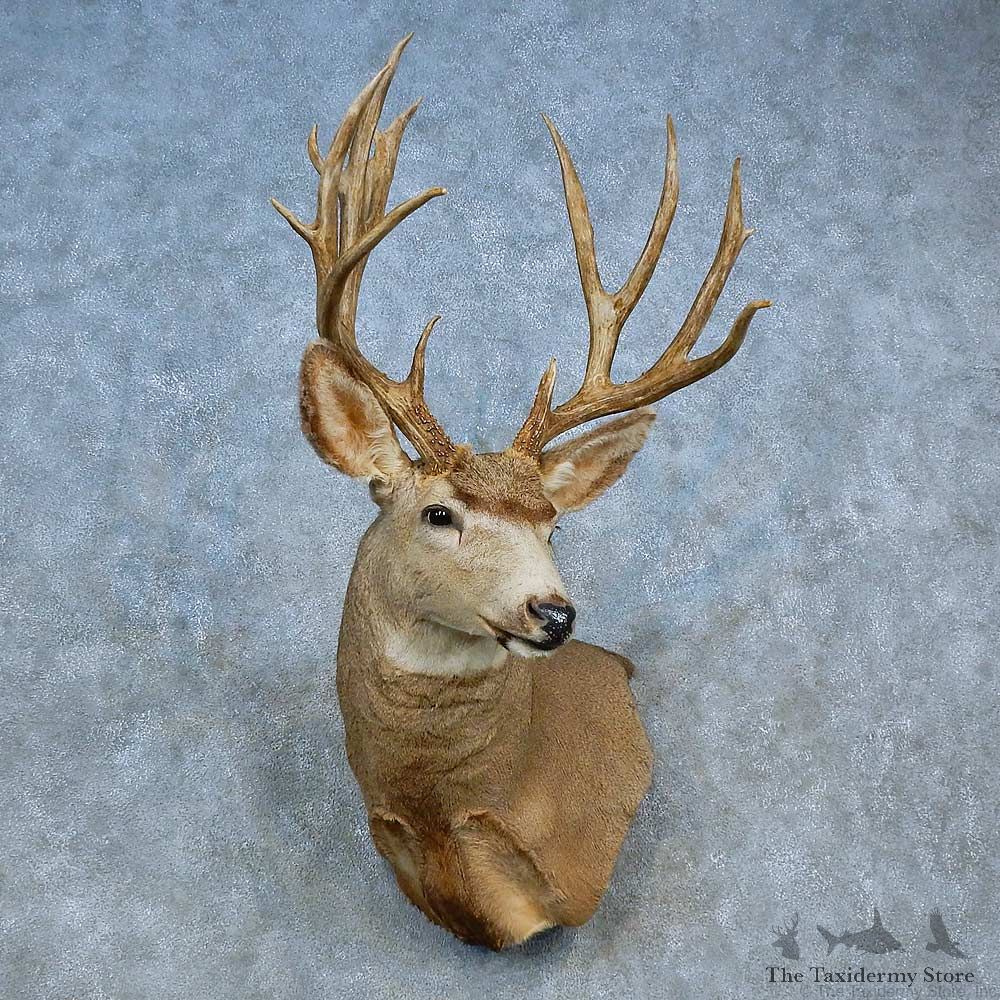Mule Deer Shoulder Mount For Sale #15459 @ The Taxidermy Store