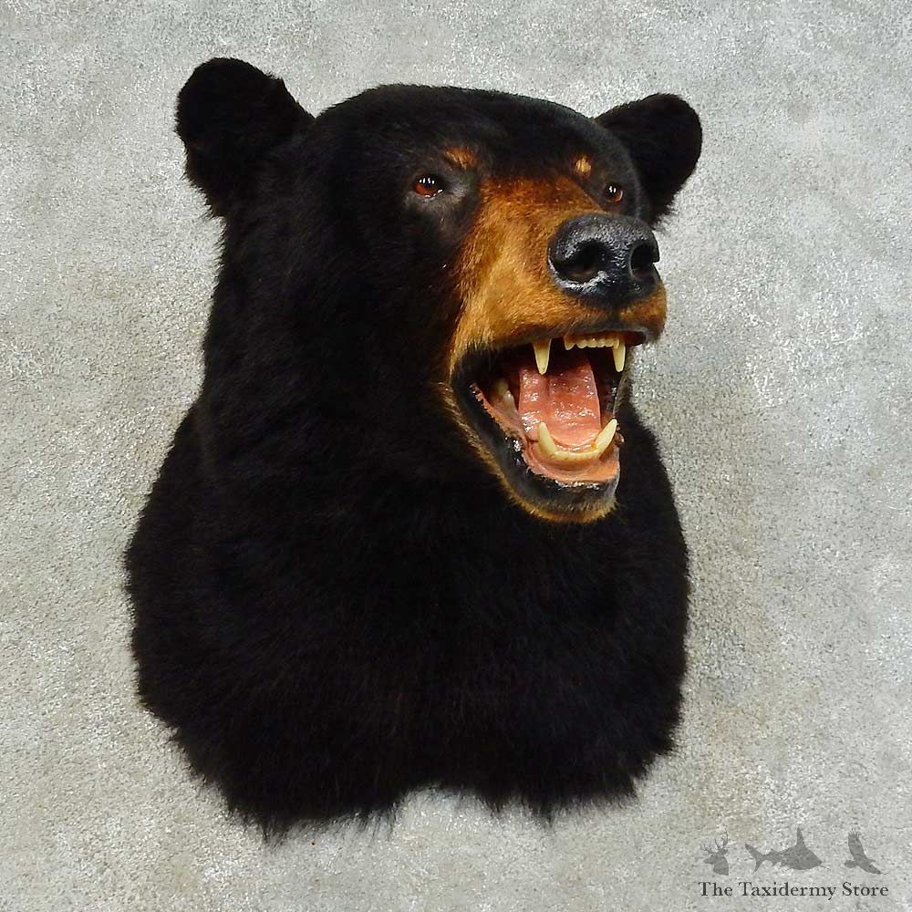 Black Bear Shoulder Mount For Sale #16342 @ The Taxidermy Store