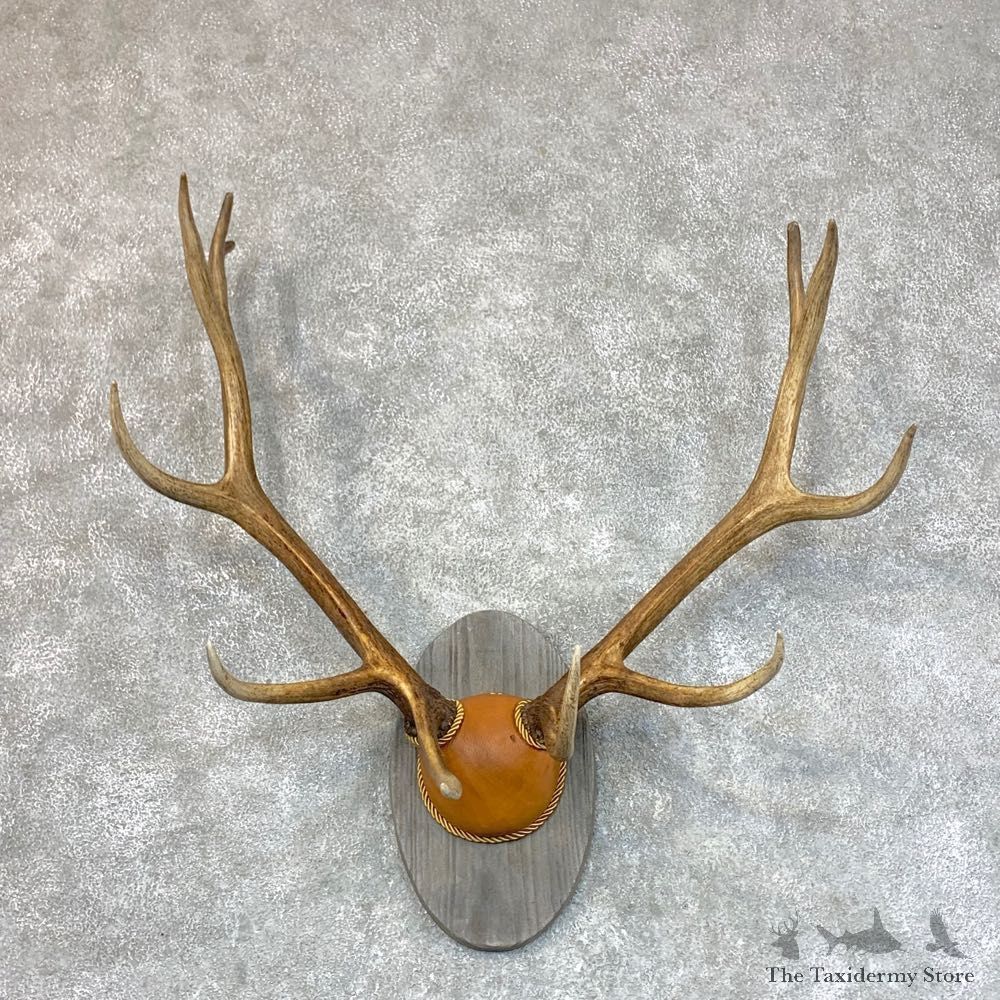 Rocky Mountain Elk Plaque Mount For Sale #22718 @ The Taxidermy Store