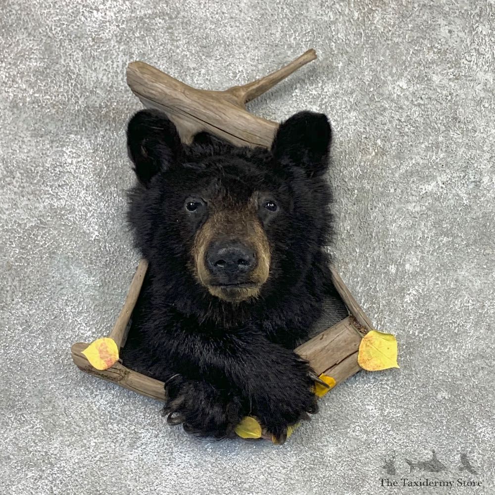 Black Bear Shoulder Mount For Sale #22571 @ The Taxidermy Store