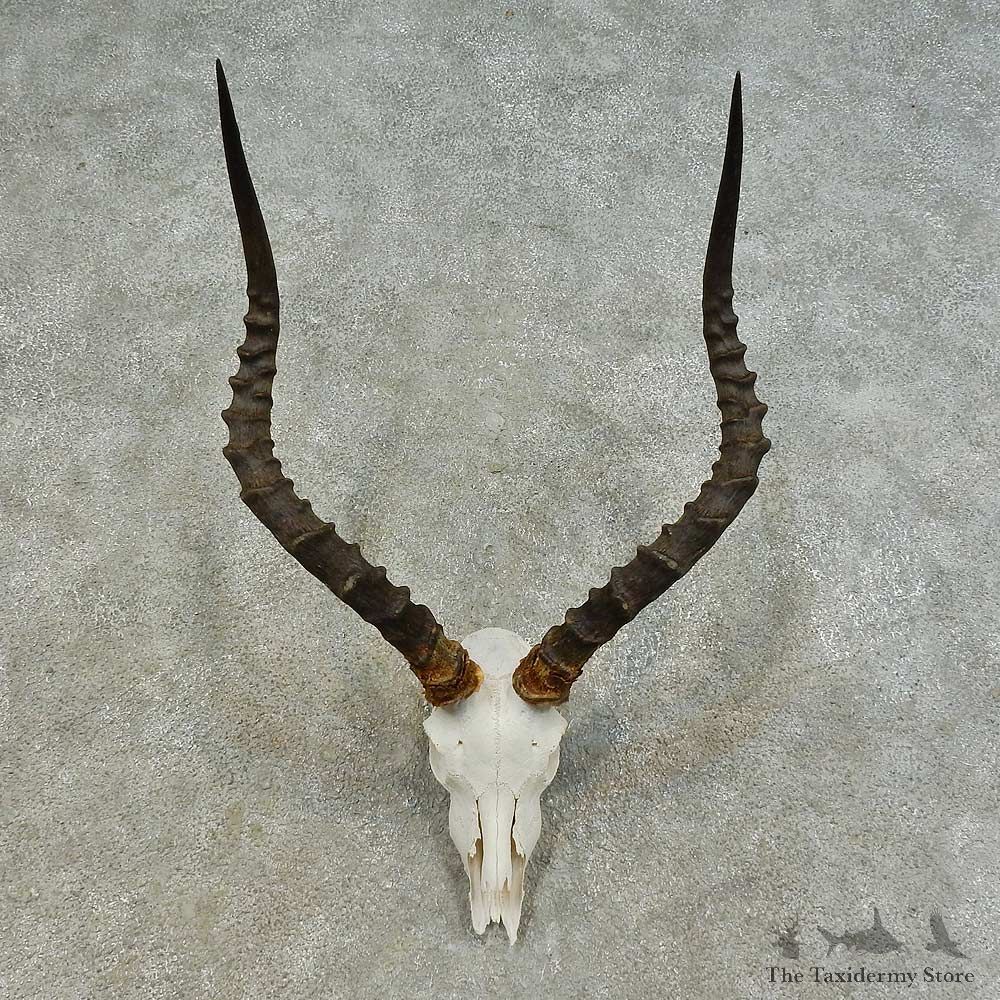 Impala Skull & Horn European Mount For Sale #16367 @ The Taxidermy Store