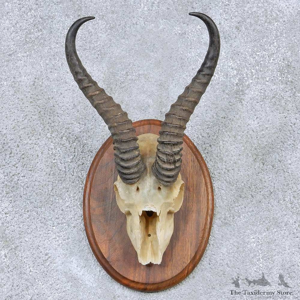 Springbok Skull & Horn Mount For Sale #13896 For Sale @ The Taxidermy Store
