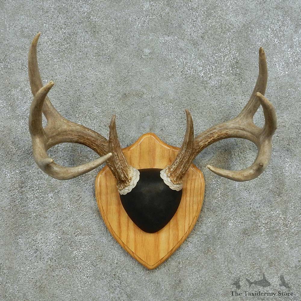 Whitetail Deer Antler Plaque Mount #13595 For Sale @ The Taxidermy Store