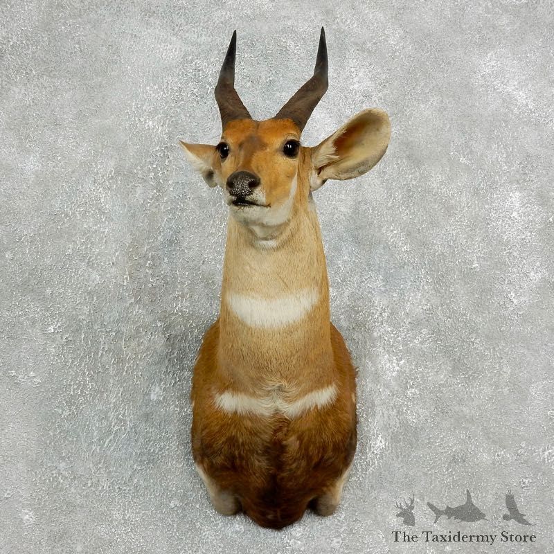 Cape Bushbuck Shoulder Mount For Sale #17636 @ The Taxidermy Store