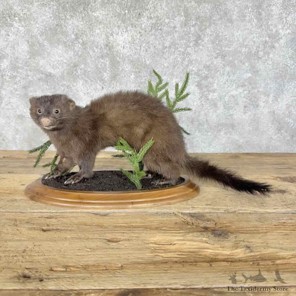 Mink Life-Size Mount For Sale #30311 @ The Taxidermy Store