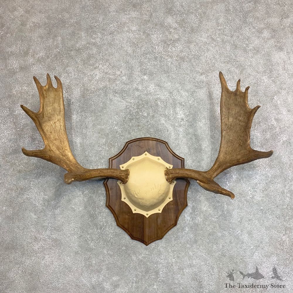 Moose Antler Plaque For Sale #21934 @ The Taxidermy Store