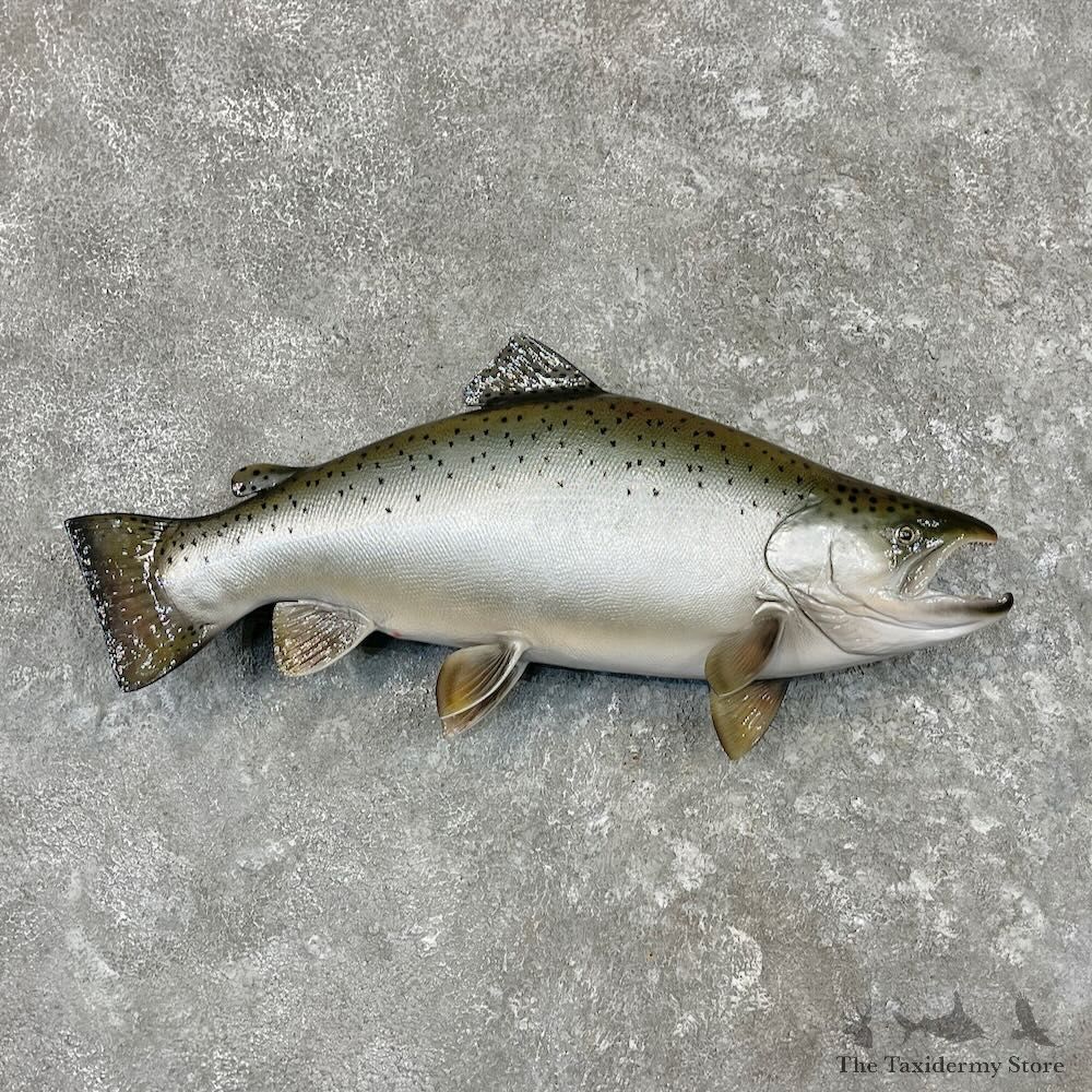 Lake-run Lake Trout Mount For Sale #27563 @ The Taxidermy Store