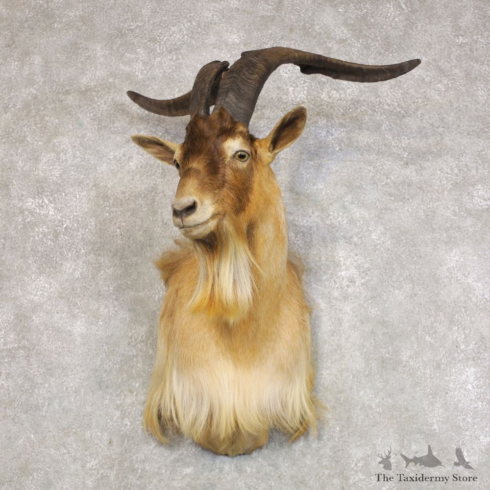 Catalina Goat Shoulder Mount For Sale #22273 @ The Taxidermy Store