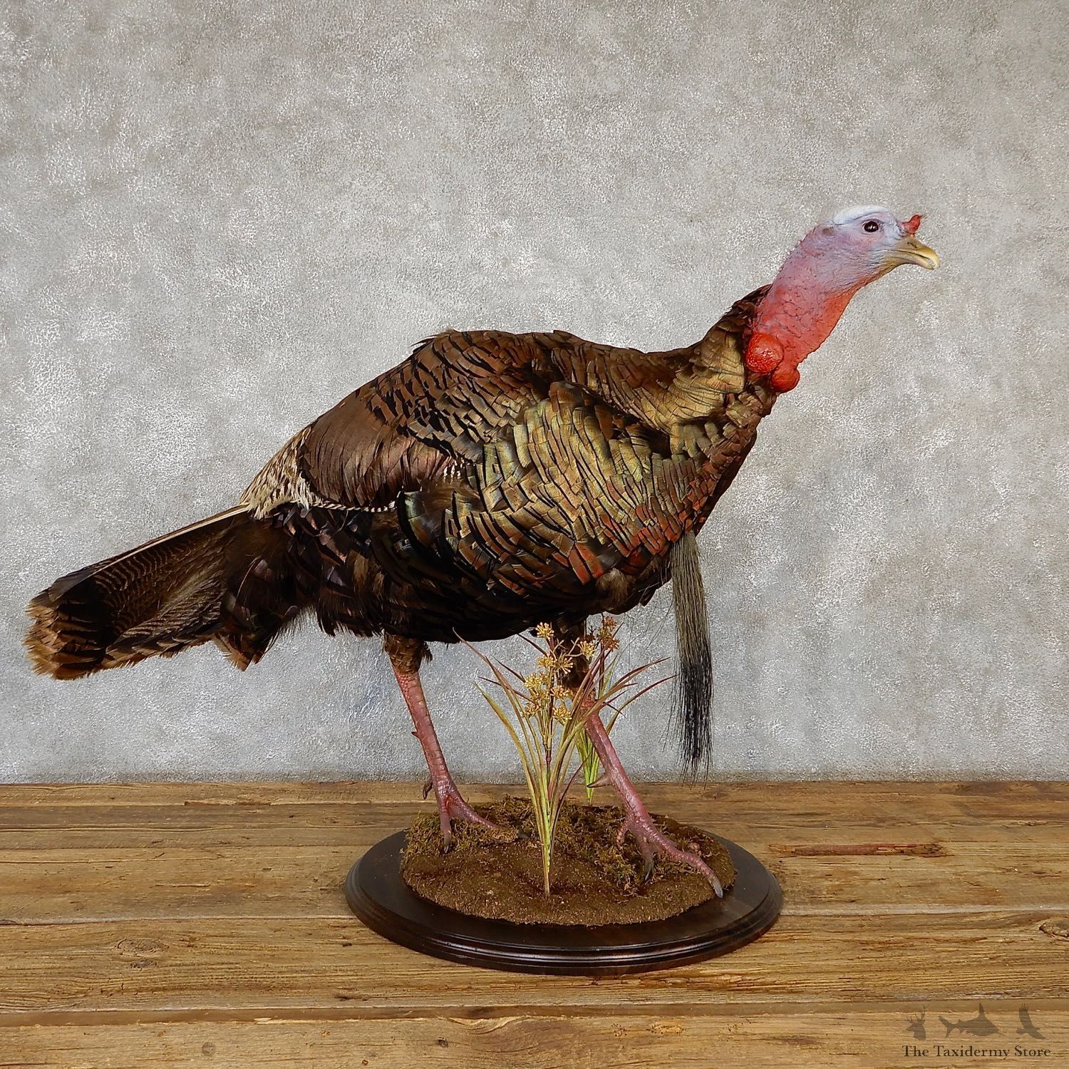 Eastern Turkey Bird Mount For Sale #19350 @ The Taxidermy Store