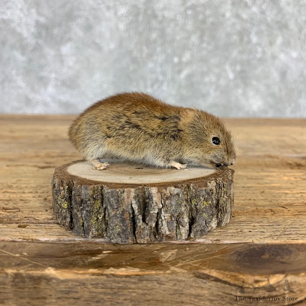 Mouse Life-Size Mount For Sale #21559 @ The Taxidermy Store