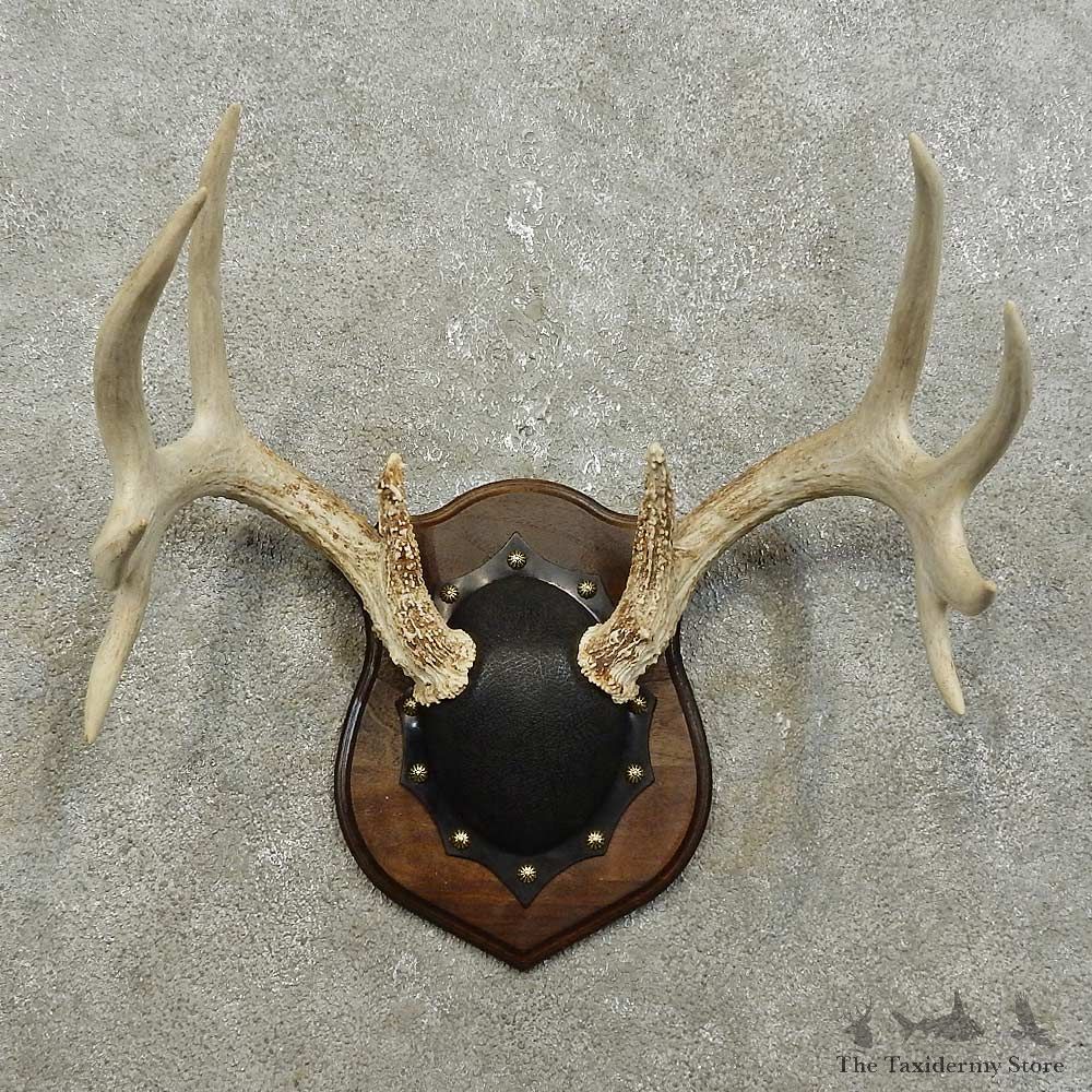 Whitetail Deer Antler Plaque Mount For Sale #15852 @ The Taxidermy Store