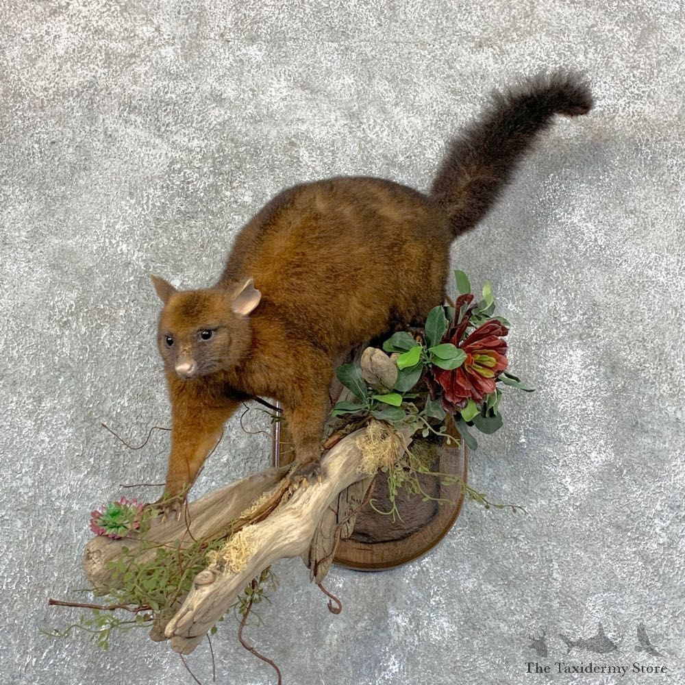 Common Brushtail Possum Mount For Sale #22769 @ The Taxidermy Store