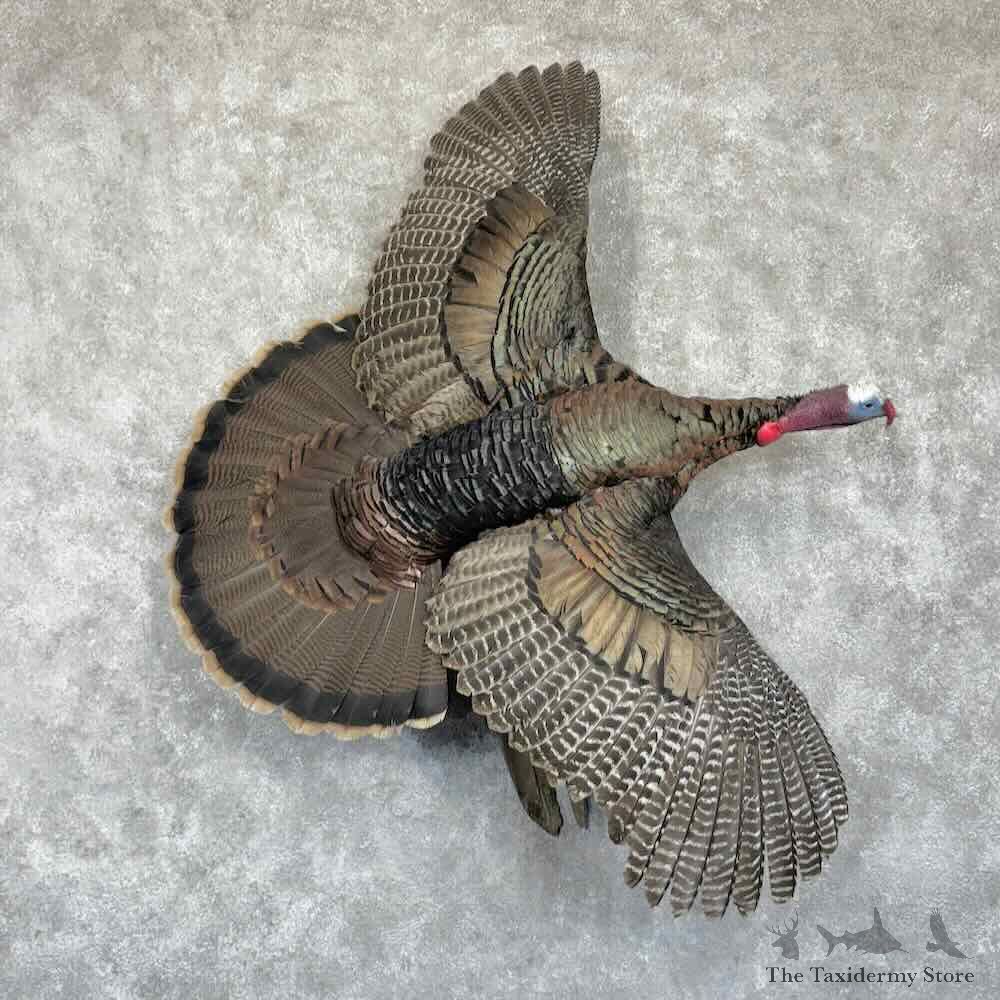 Eastern Turkey Bird Mount For Sale #31360 @ The Taxidermy Store