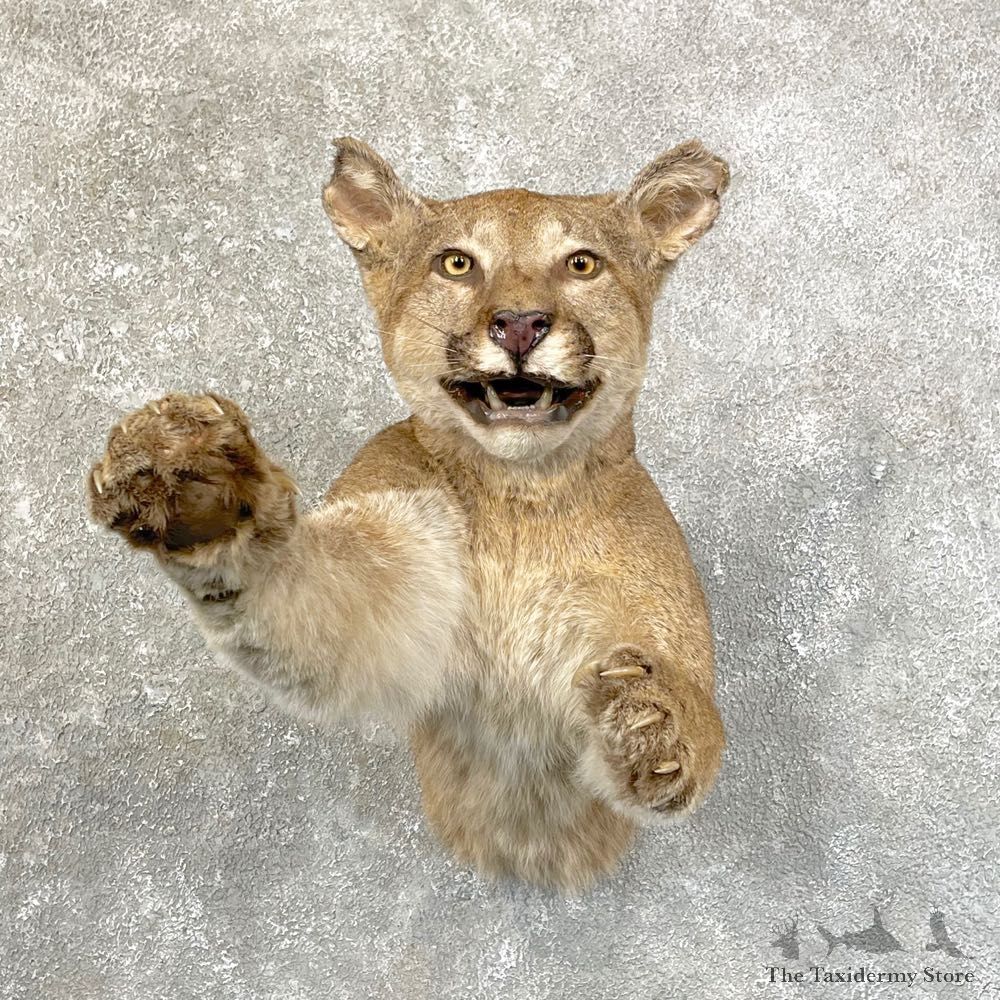 Mountain Lion Half Life-Size Mount For Sale #24622 @ The Taxidermy Store