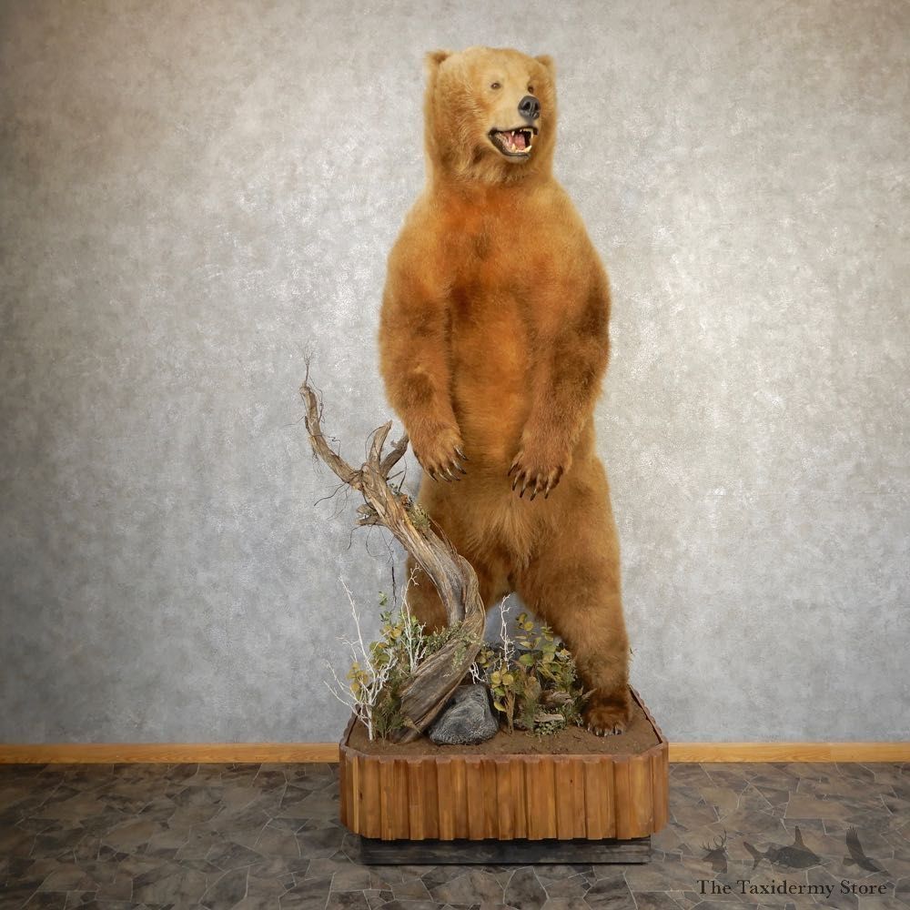 Kodiak Brown Bear Life Size Taxidermy Mount For Sale #20355 @ The Taxidermy Store