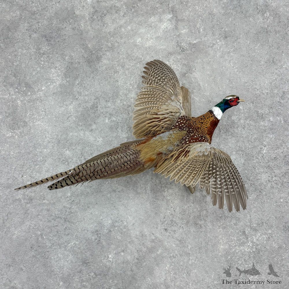 Ringneck Pheasant Bird Mount For Sale #32416 @ The Taxidermy Store