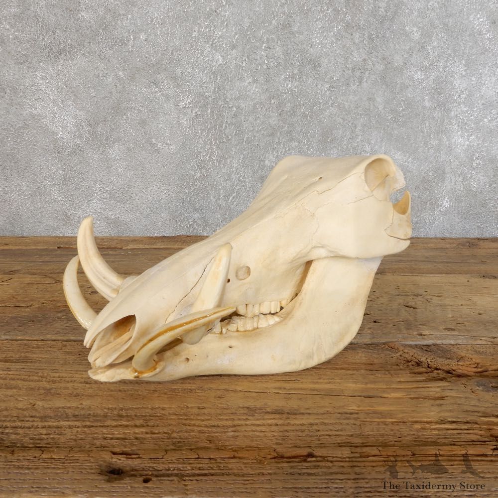 African Warthog Full Skull Mount #18548 For Sale @ The Taxidermy Store