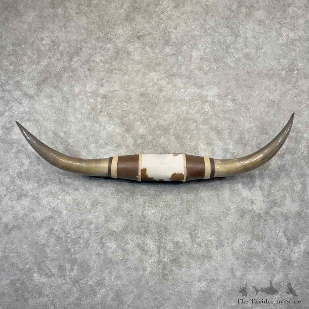 Longhorn Steer Plaque For Sale #32225 @ The Taxidermy Store