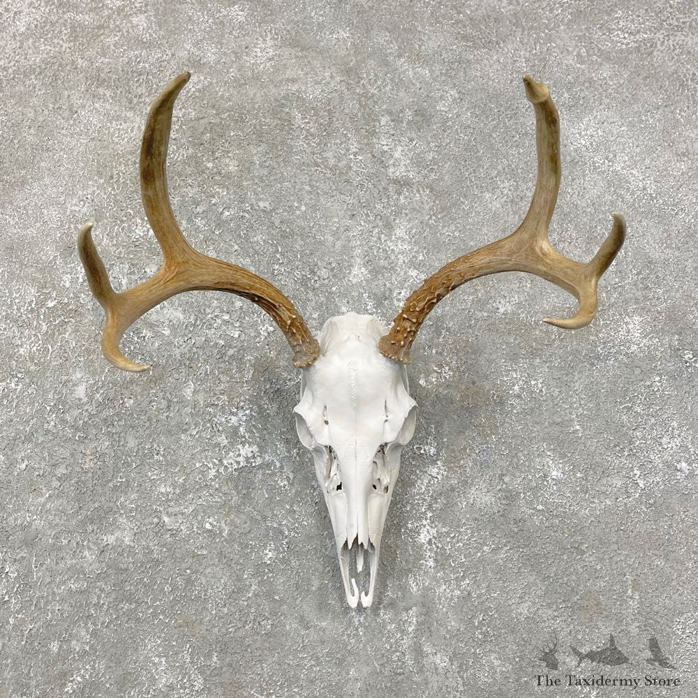 Whitetail Deer Skull European Mount For Sale #24811 @ The Taxidermy Store