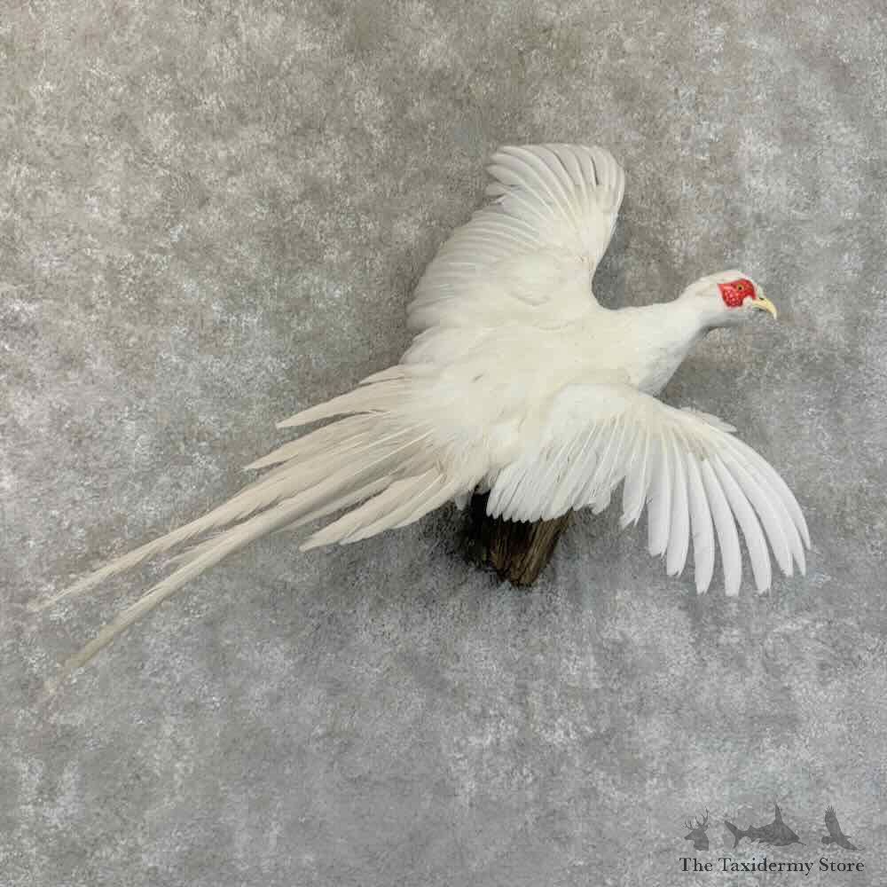White Pheasant Bird Mount For Sale #31439 @ The Taxidermy Store