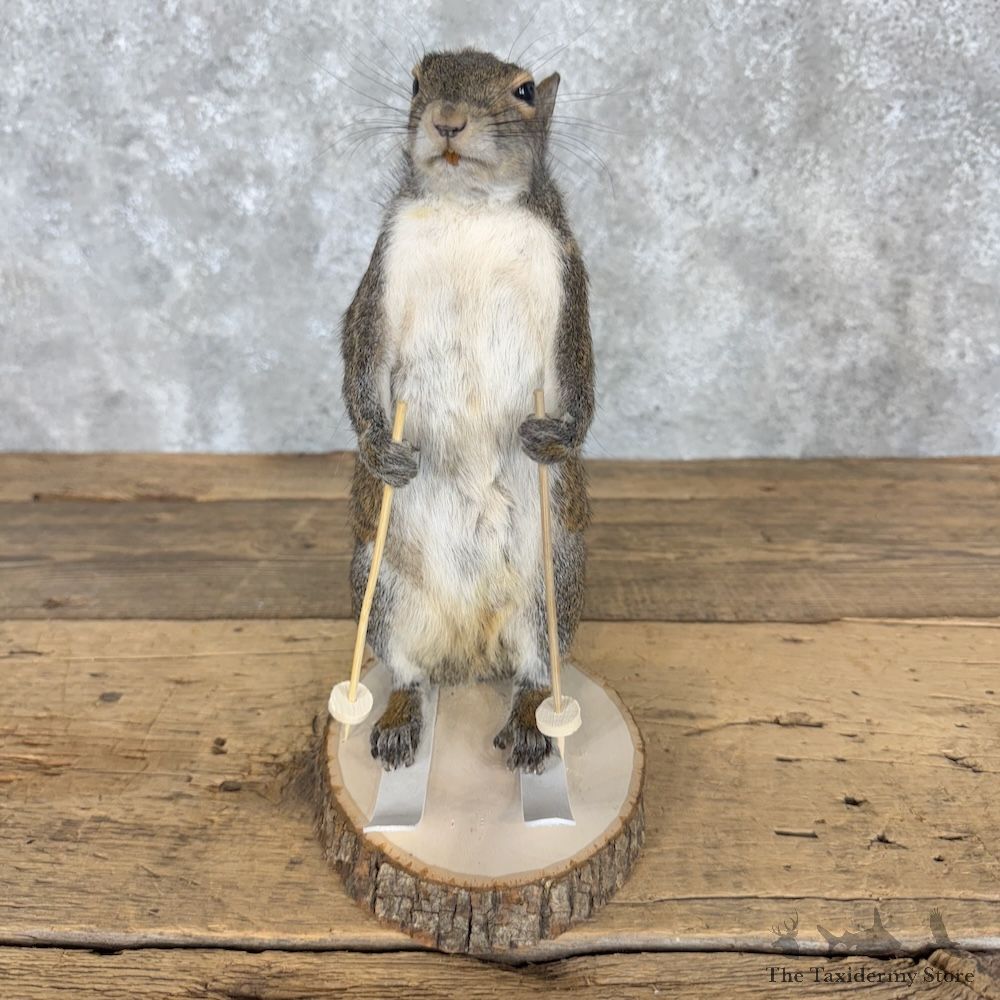Skiing Squirrel Novelty Mount For Sale #30210 @ The Taxidermy Store