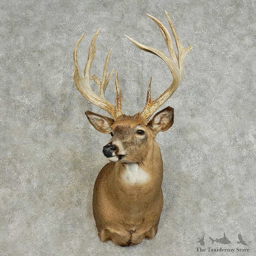 Whitetail Deer Shoulder Mount For Sale #15871 @ The Taxidermy Store
