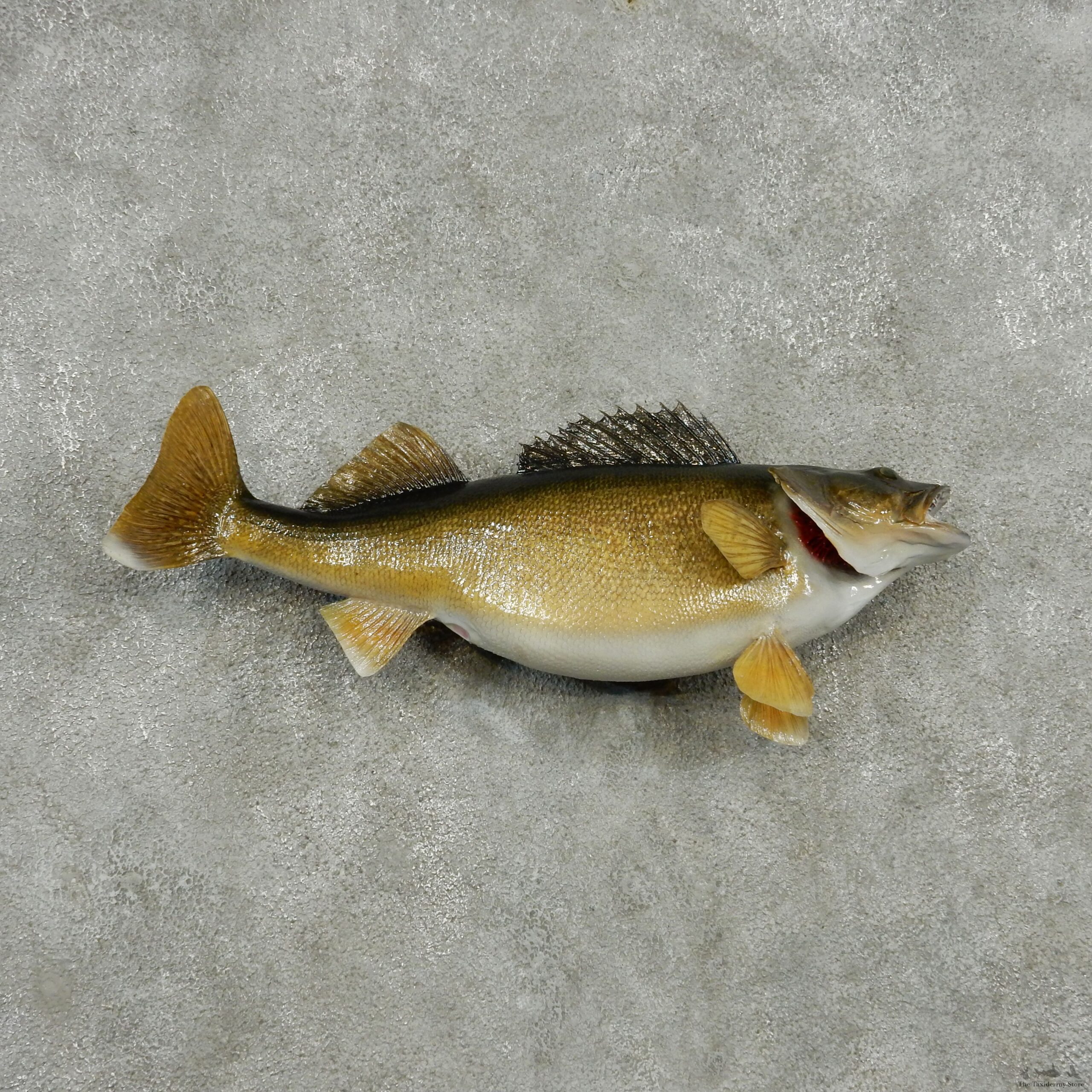 Walleye Life Size Freshwater Fish Mount #13506 For Sale @ The Taxidermy Store