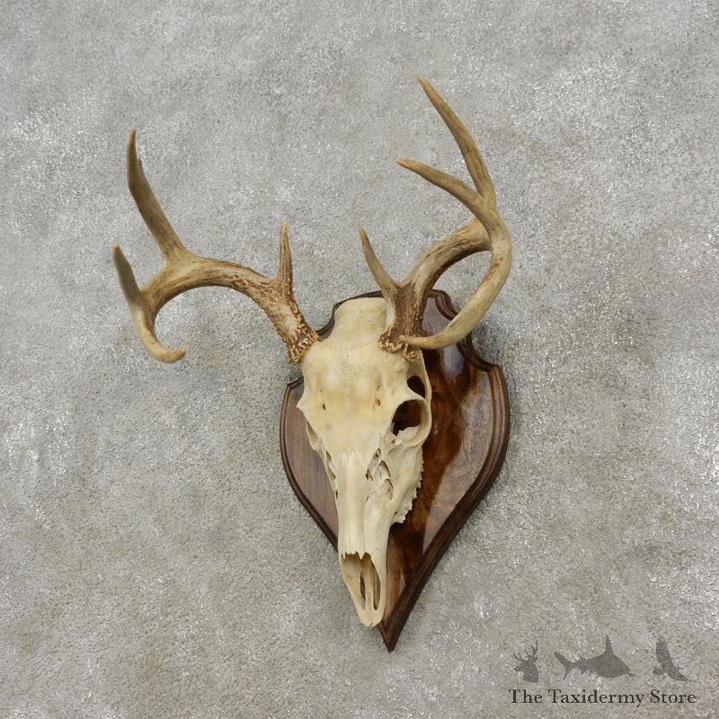 Whitetail Deer Skull European Mount For Sale #17293 @ The Taxidermy Store