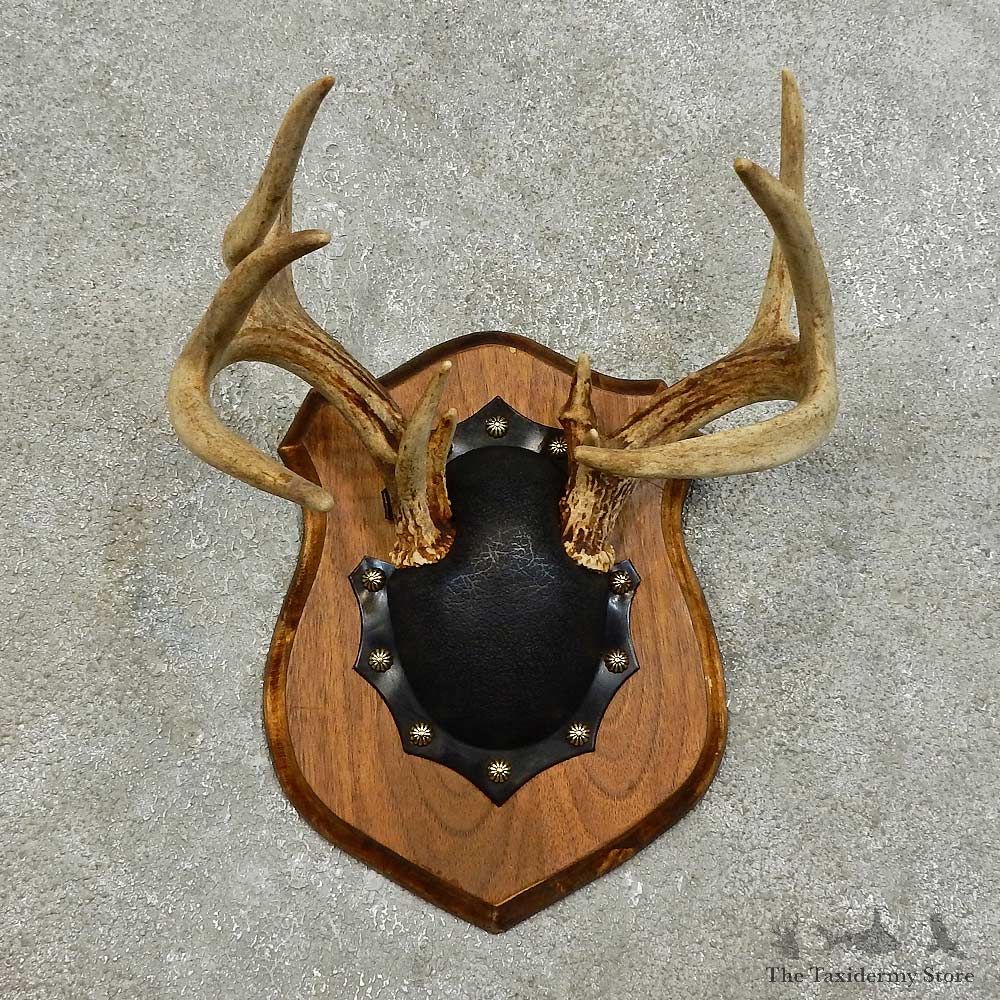 Whitetail Deer Antler Plaque For Sale #15985 @ The Taxidermy Store