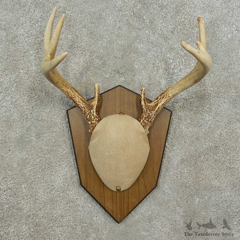 Whitetail Deer Antler Plaque Mount For Sale #16889 @ The Taxidermy Store