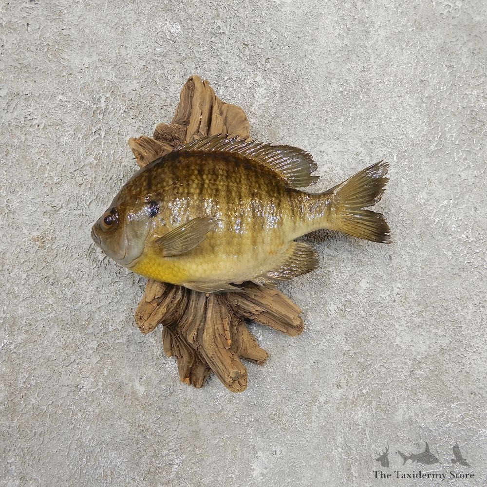 Bluegill Taxidermy Fish Mount #20915 For Sale @ The Taxidermy Store