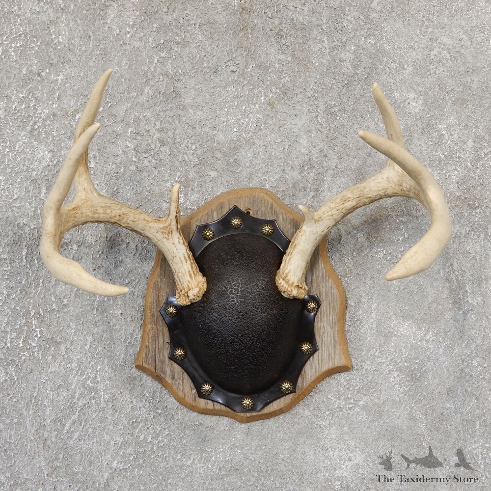 Whitetail Deer Antler Plaque Mount For Sale #19023 @ The Taxidermy Store