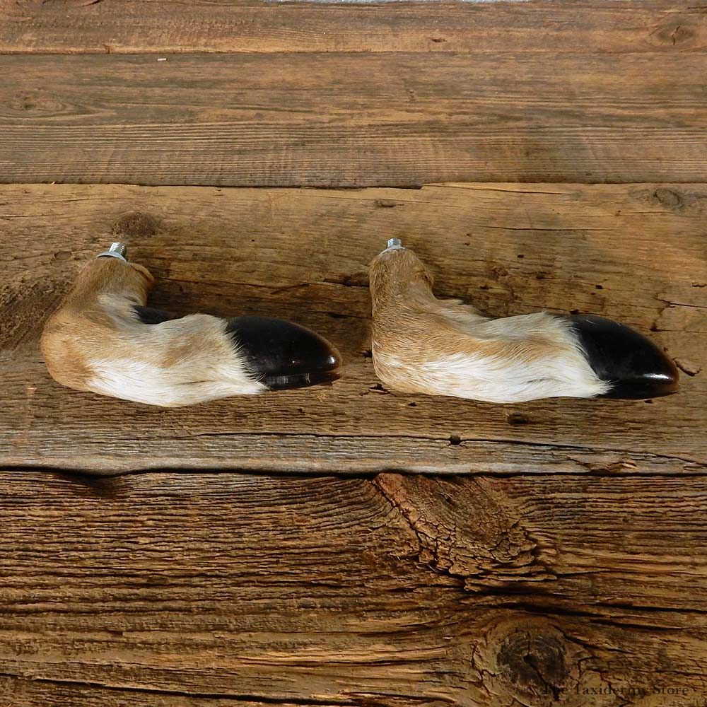 Whitetail Deer Foot Set For Sale #14978 @ The Taxidermy Store
