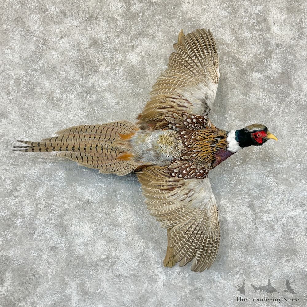Ringneck Pheasant Bird Mount For Sale #29144 @ The Taxidermy Store
