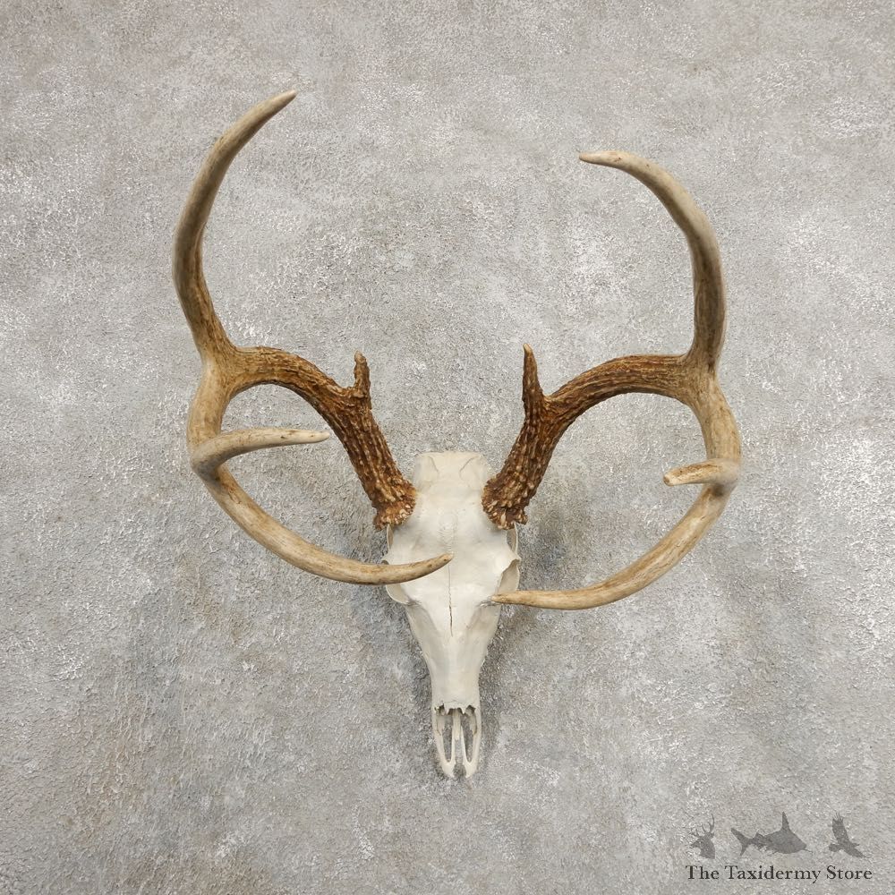 Whitetail Deer Skull European Mount For Sale #20980 @ The Taxidermy Store