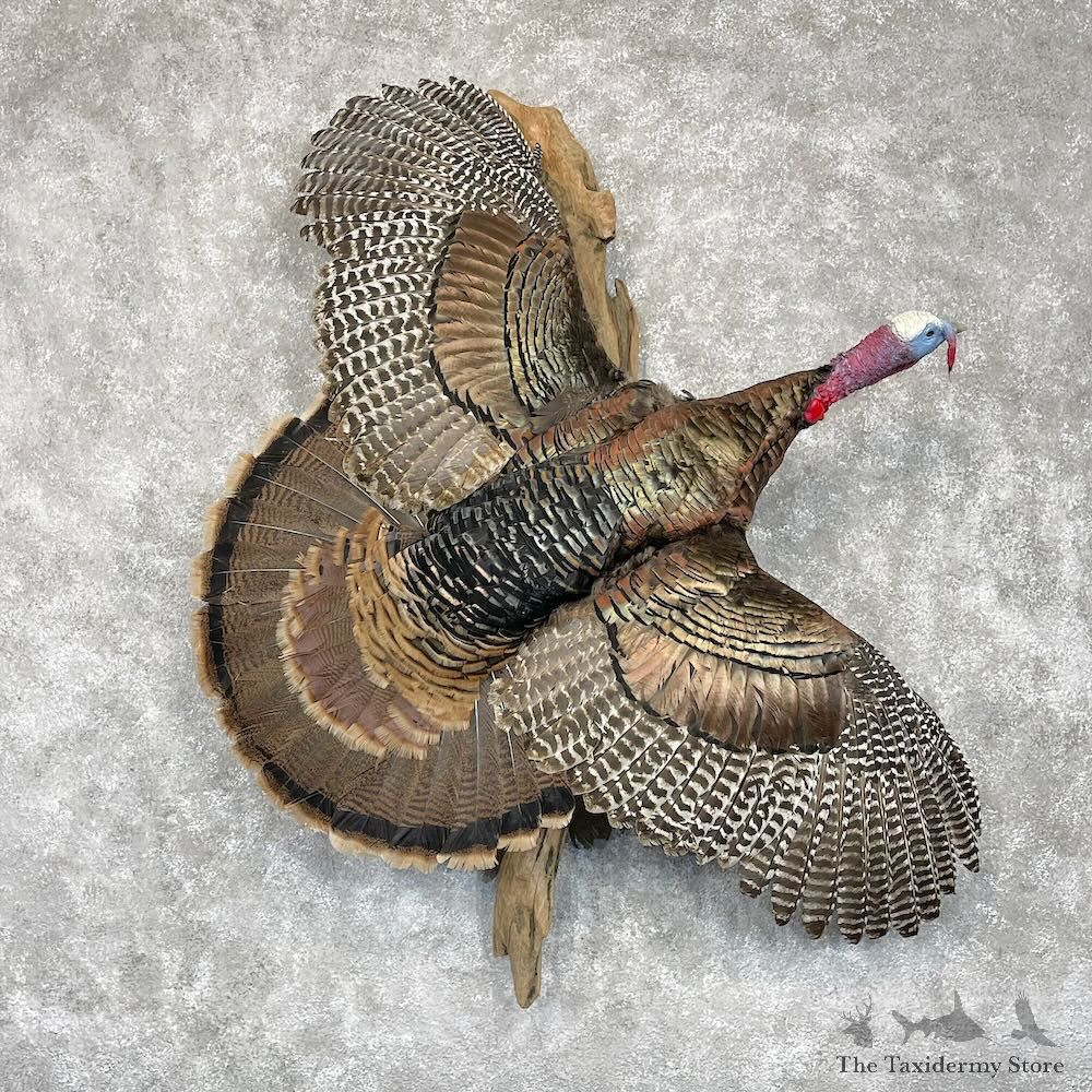 Rio Grande Turkey Bird Mount For Sale #28553 @ The Taxidermy Store