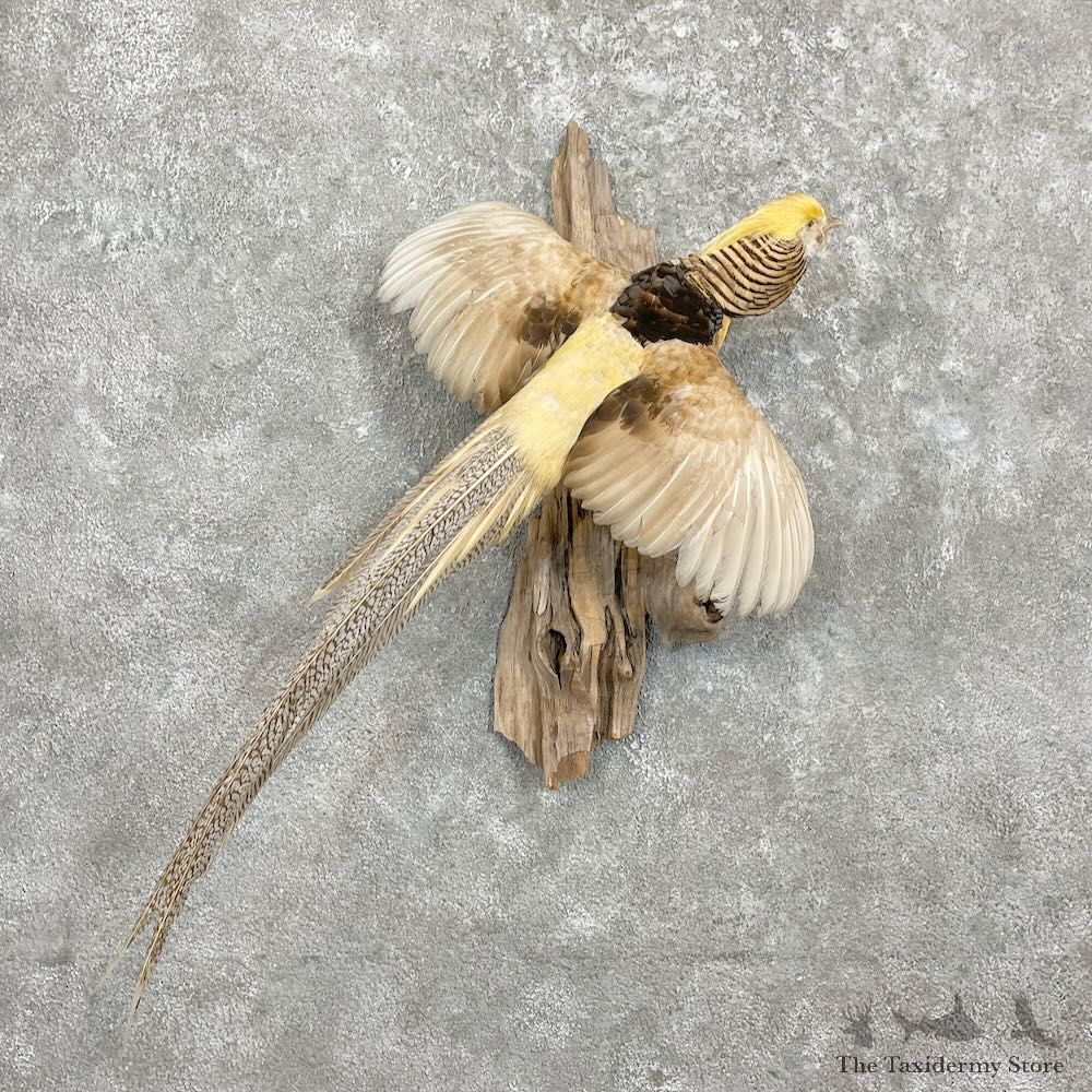 Buff Golden Pheasant Bird Mount For Sale #27303 @ The Taxidermy Store