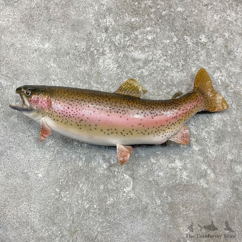 Rainbow Trout Fish Mount For Sale #27225 @ The Taxidermy Store
