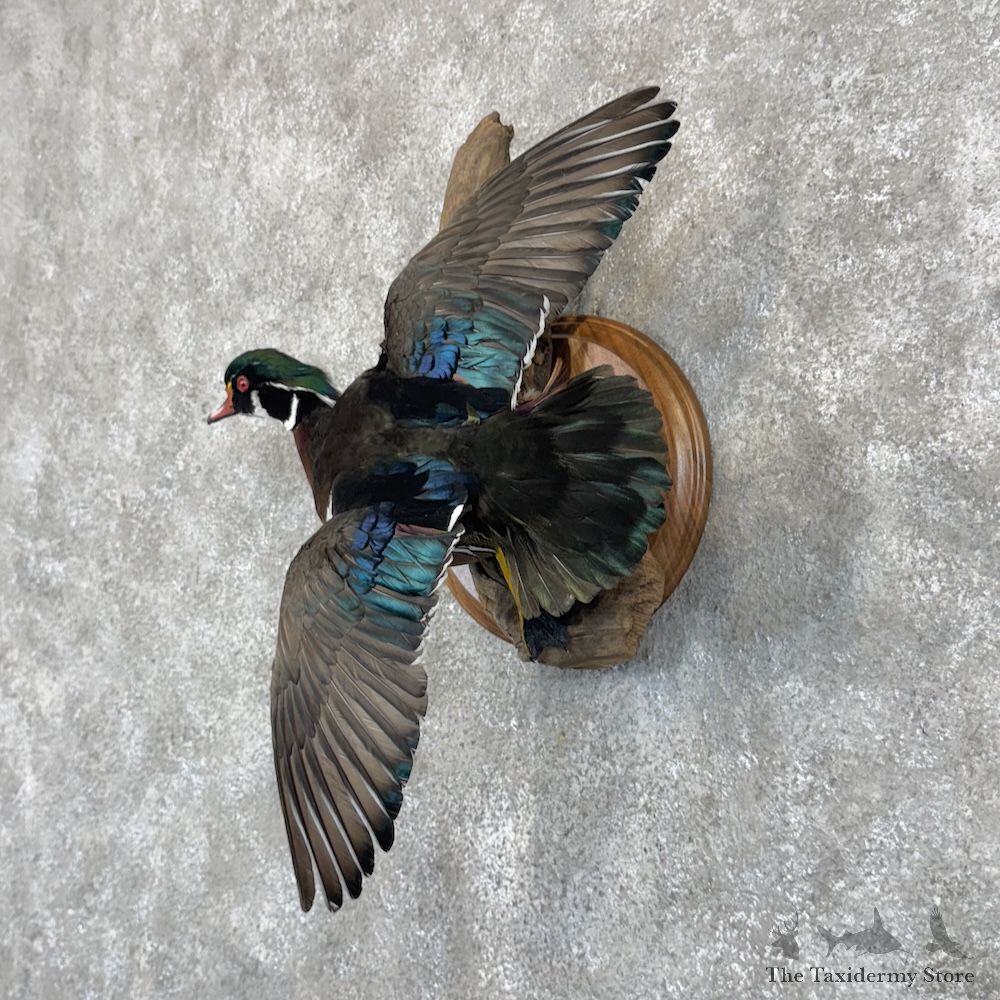 Wood Duck Bird Mount For Sale #30107 @ The Taxidermy Store