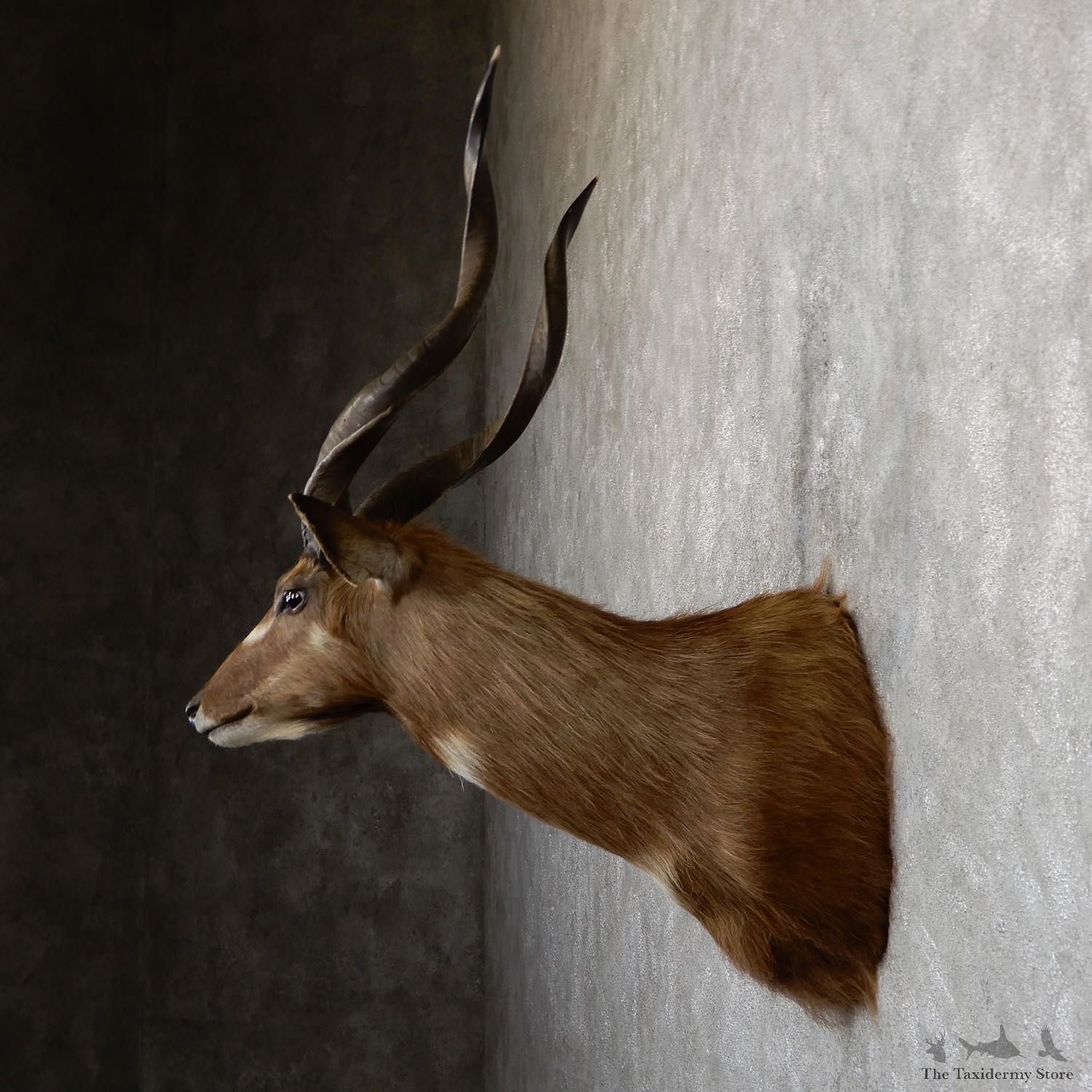 African Sitatunga Shoulder Mount #19632 For Sale @ The Taxidermy Store