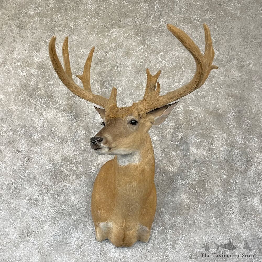 Whitetail Deer Shoulder Mount For Sale #28169 - The Taxidermy Store