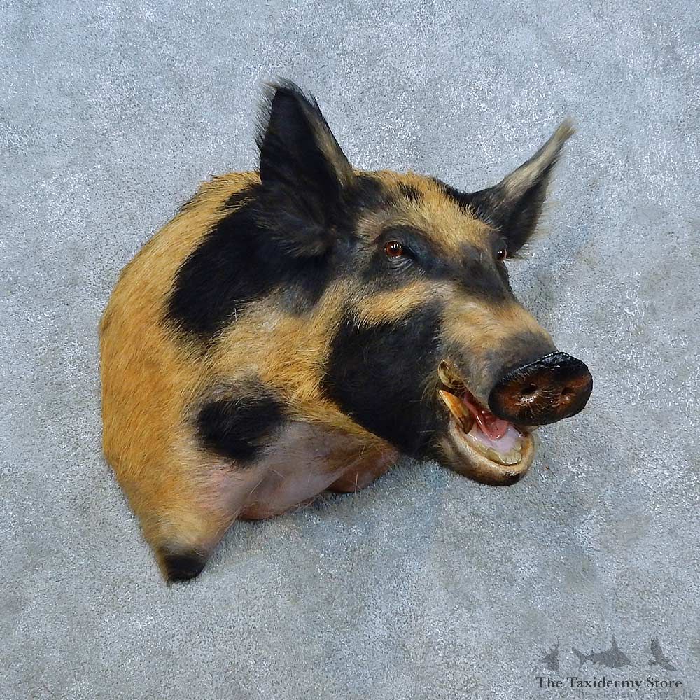 Black Boar Shoulder Mount For Sale #15531 @ The Taxidermy Store