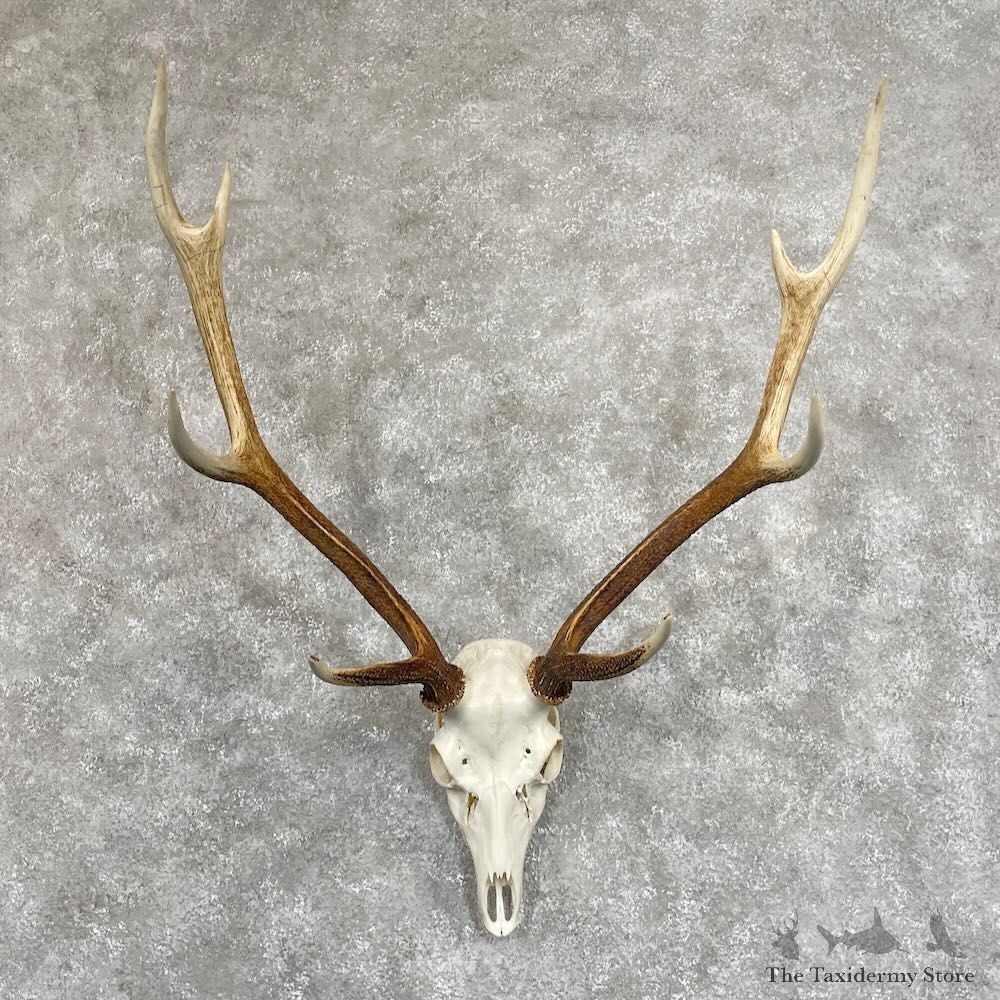 Sika Deer Skull & Antler European Mount For Sale #28066 @ The Taxidermy Store