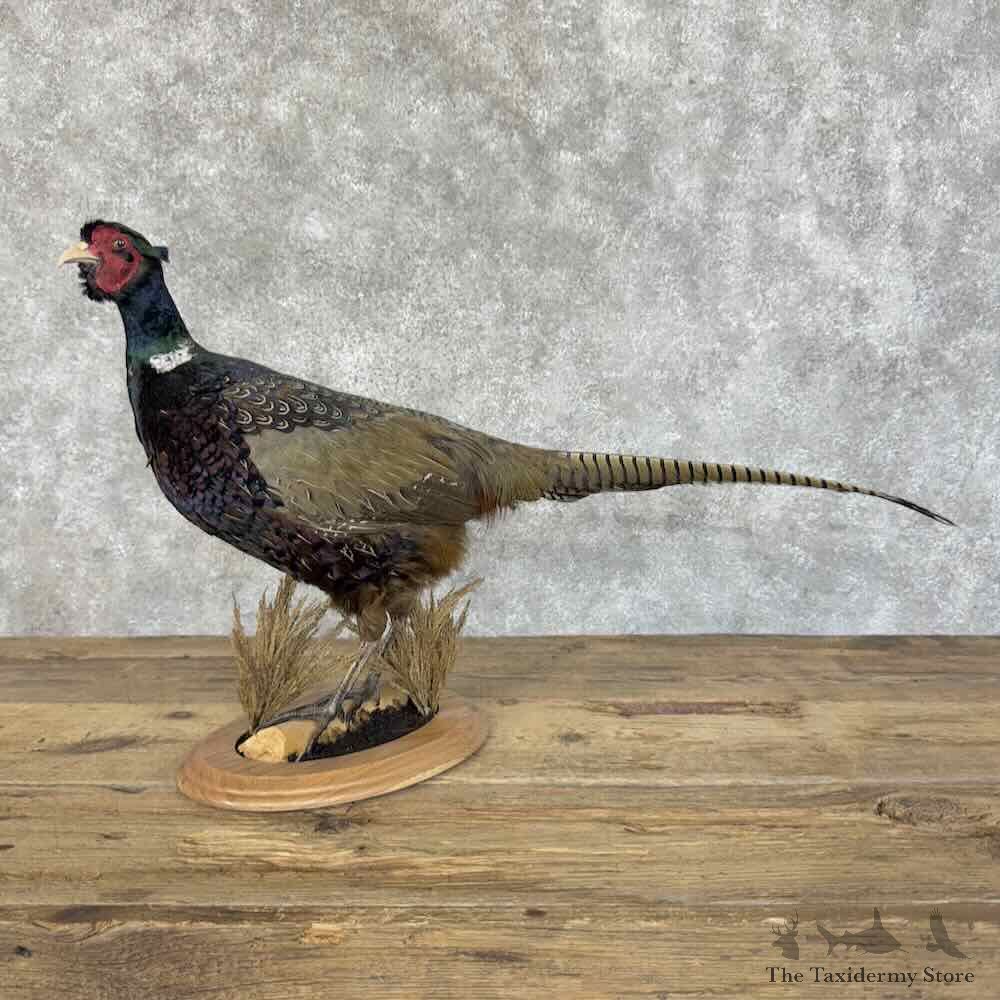 Ringneck Pheasant Bird Mount For Sale #31110 @ The Taxidermy Store