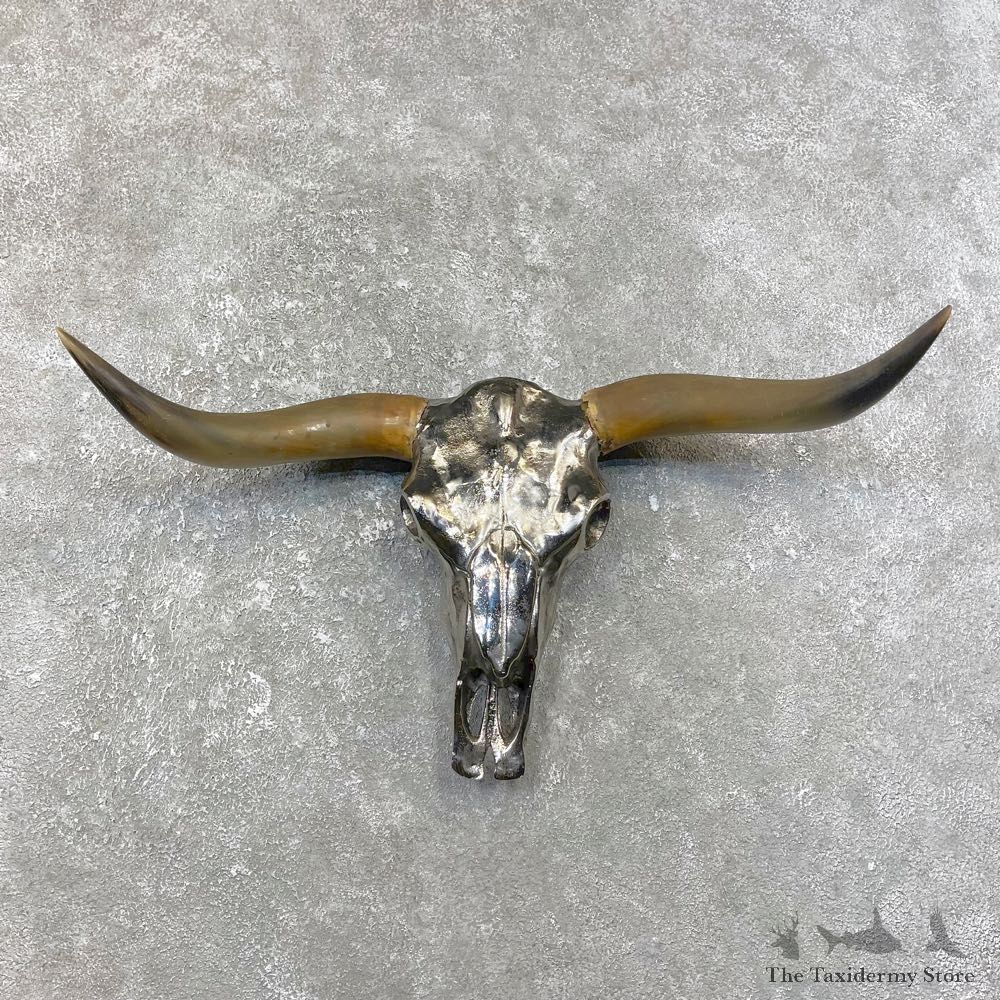 Longhorn Steer Skull European Mount For Sale #25068 @ The Taxidermy Store