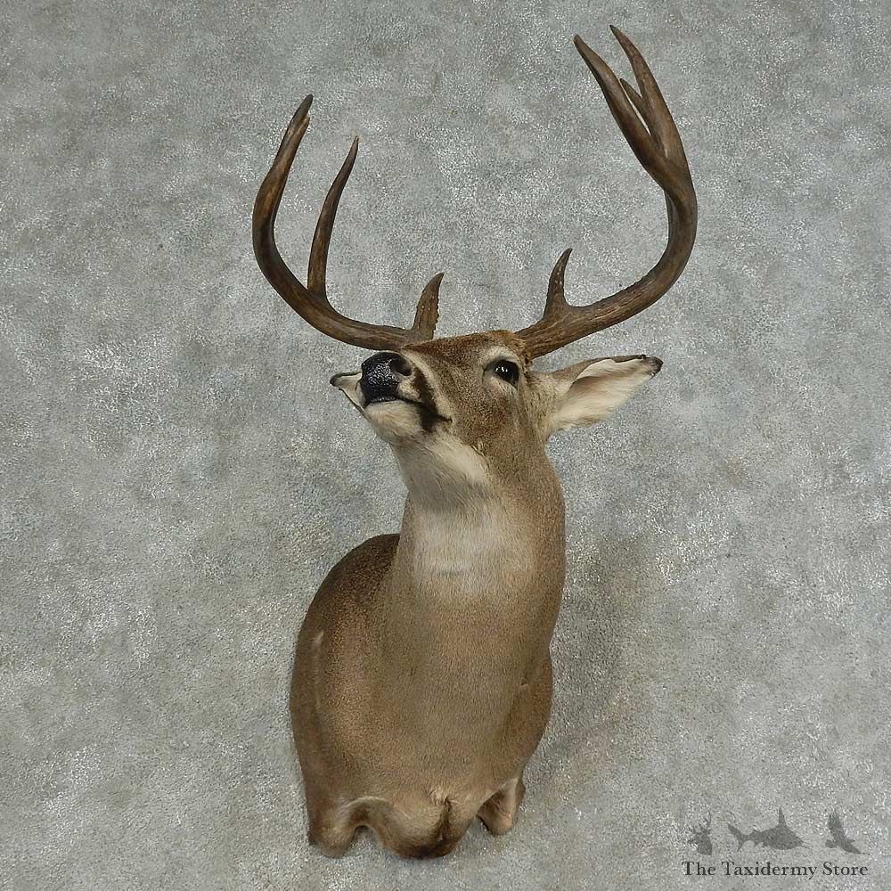 Whitetail Deer Shoulder Mount For Sale #16638 @ The Taxidermy Store