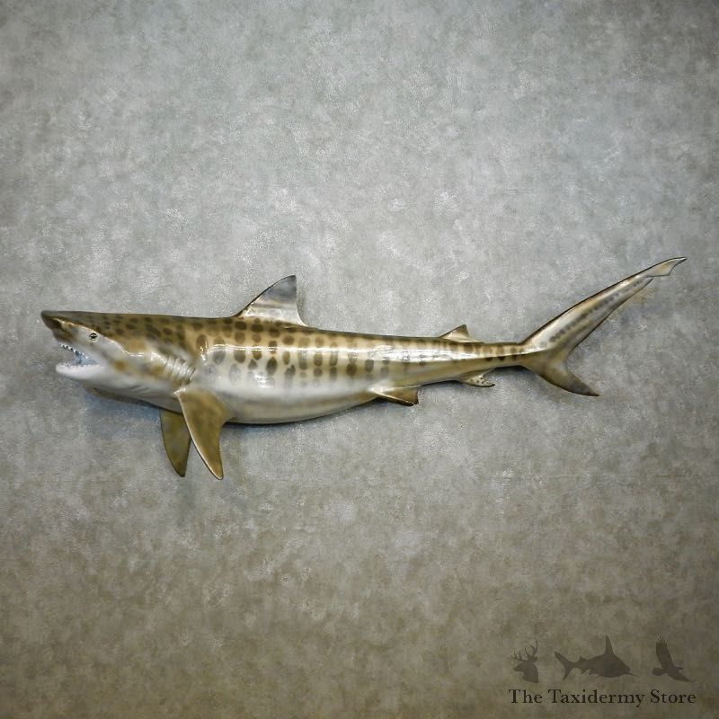Tiger Shark Replica Fish Mount For Sale #17759 @ The Taxidermy Store